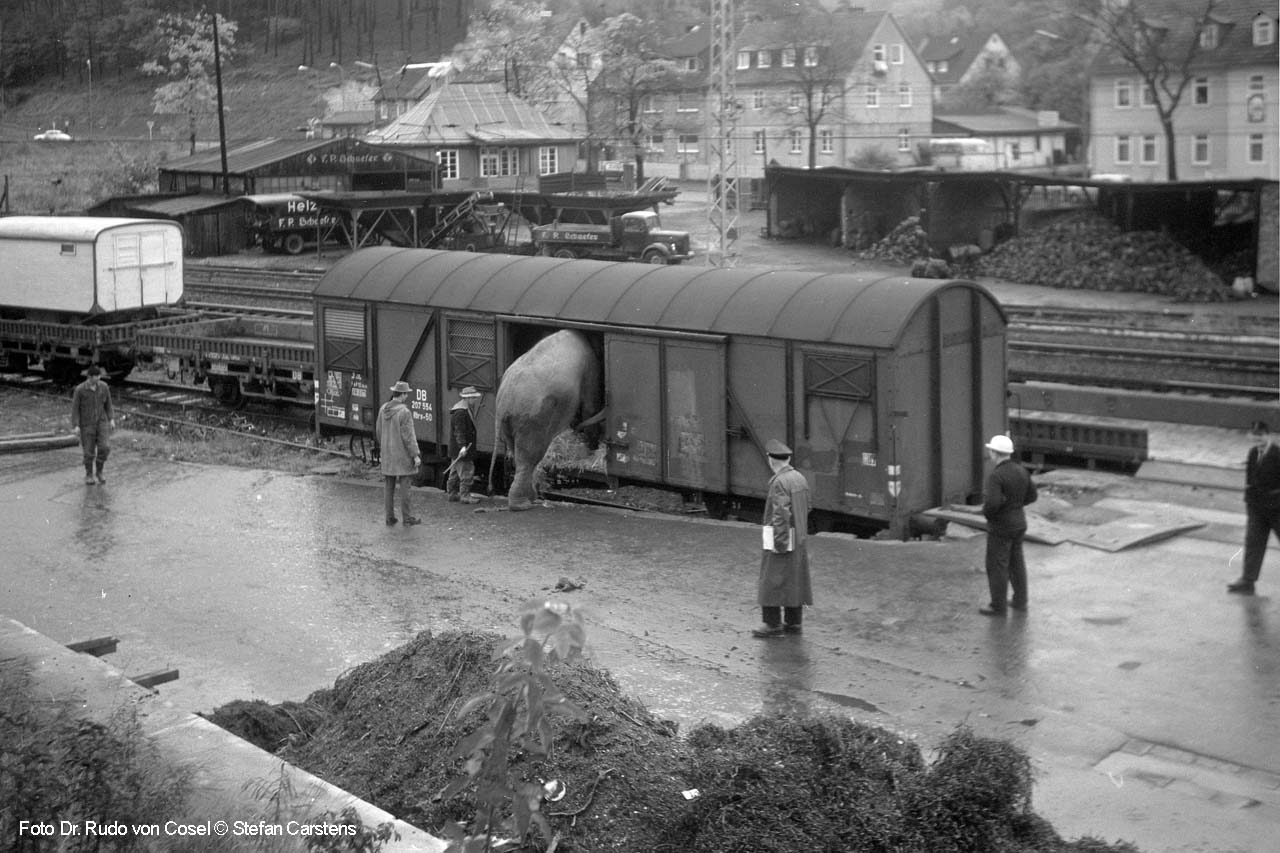 Elefantenverladung in Marburg 1967 in den bereits umgezeichneten Hbrs 50 207 554