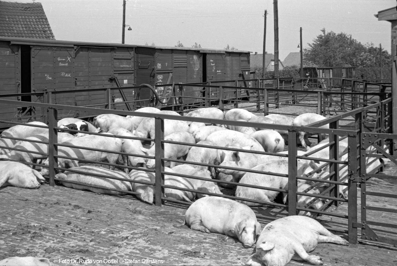 Schweineverladung 1956 in Edewecht