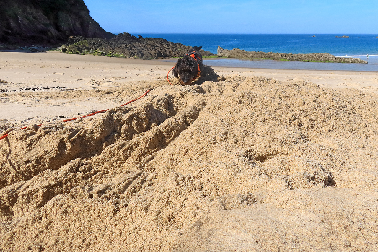 Erd- Tief und Grabenbau Willy in Aktion: Der aufgewühlte Sand ist das Ergebnis einer halben Stunde Arbeit – Plage Verger, 21. Mai